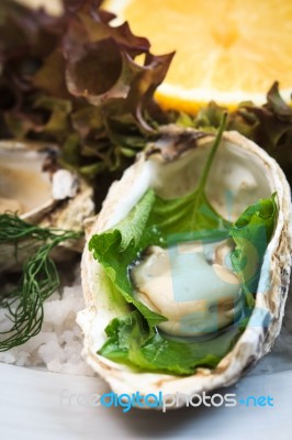 Oyster Stock Photo