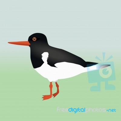 Oyster Catcher Stock Image