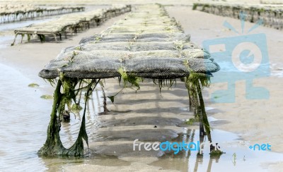 Oyster Cultur On The Fernch Coast Stock Photo