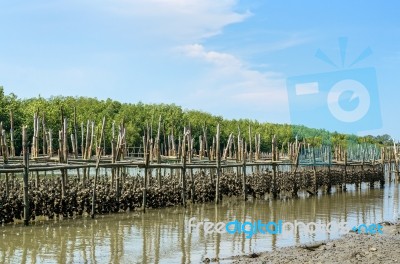 Oyster Farm Stock Photo