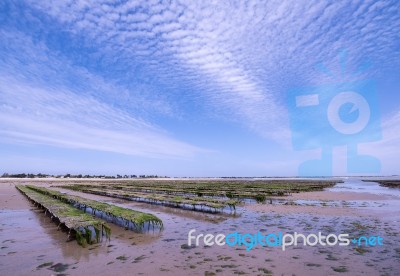 Oyster Farming Stock Photo