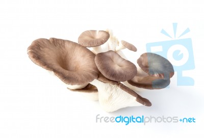 Oyster Mushroom On White Background Stock Photo