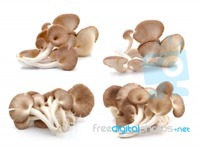 Oyster Mushroom On White Background Stock Photo