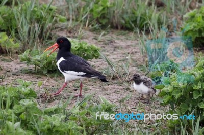 Oystercatcher (haematopus Ostralegus) With Chick Stock Photo