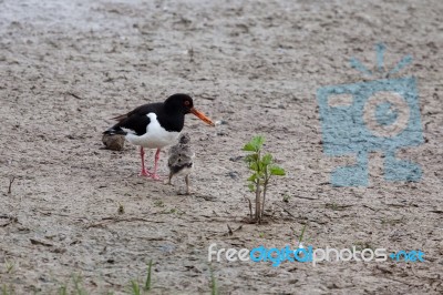 Oystercatcher (haematopus Ostralegus) With Chick Stock Photo