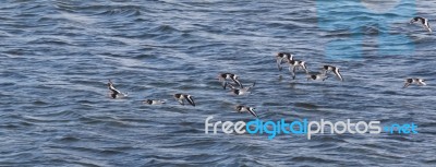 Oystercatchers (haematopus Ostralegus)  Flying Along The Moray F… Stock Photo