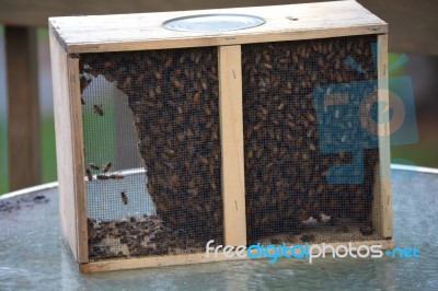 Package Of Honeybees Stock Photo