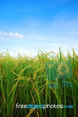 Paddy Stock Photo