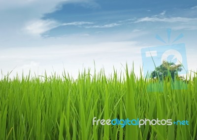 Paddy Field Stock Photo