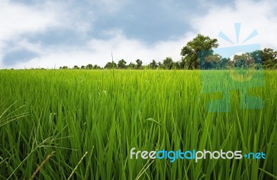 Paddy Field Stock Photo