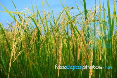 Paddy Rice Stock Photo