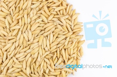 Paddy Rice Stock Photo