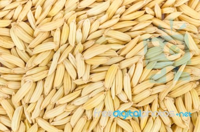 Paddy Rice Stock Photo