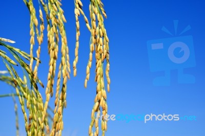 Paddy Rice Stock Photo