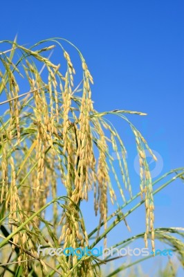 Paddy Rice Stock Photo