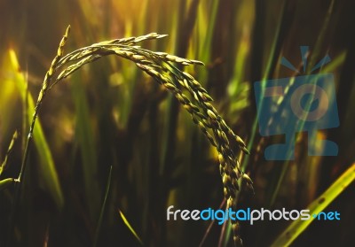 Paddy Rice Stock Photo