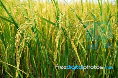 Paddy Rice Stock Photo