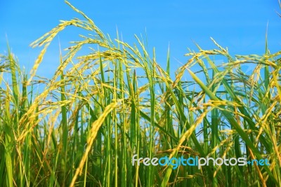 Paddy Rice Stock Photo