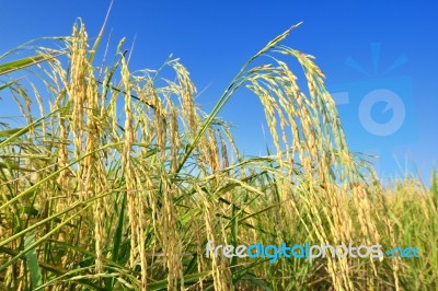 Paddy Rice Stock Photo