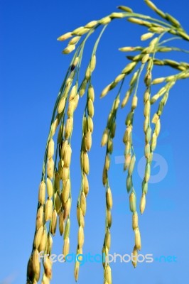 Paddy Rice Stock Photo