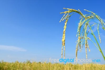 Paddy Rice Stock Photo