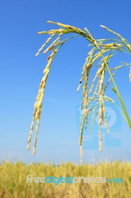 Paddy Rice Stock Photo