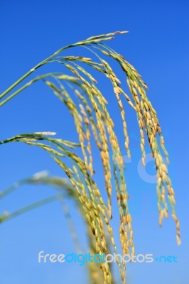 Paddy Rice Stock Photo