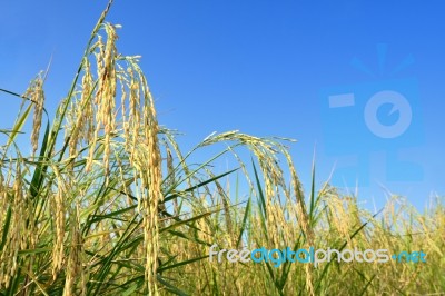 Paddy Rice Stock Photo