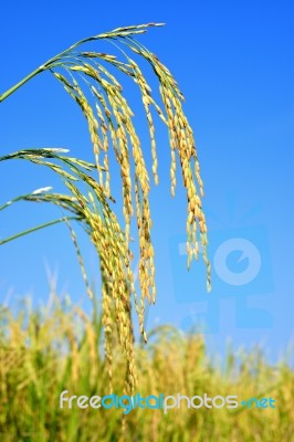 Paddy Rice Stock Photo