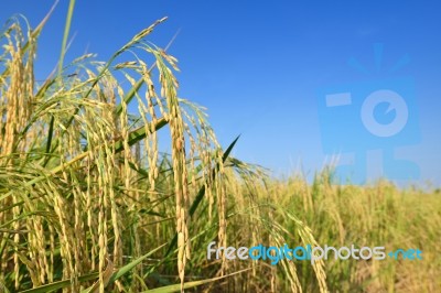 Paddy Rice Stock Photo