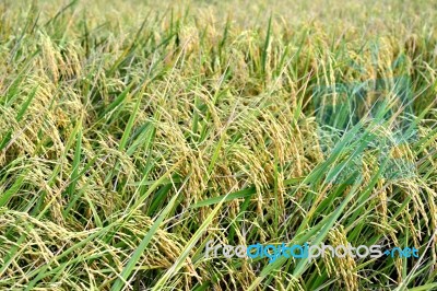 Paddy Rice Stock Photo