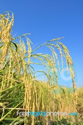 Paddy Rice Stock Photo