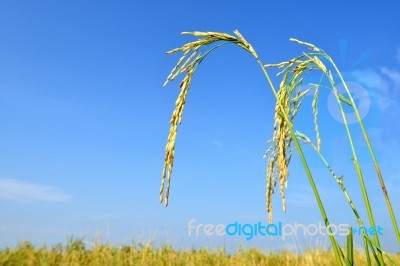 Paddy Rice Stock Photo