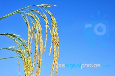 Paddy Rice Stock Photo