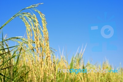 Paddy Rice Stock Photo