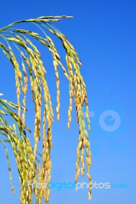 Paddy Rice Stock Photo