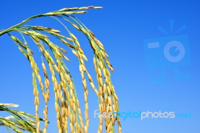 Paddy Rice Stock Photo