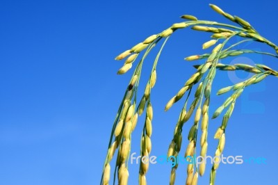 Paddy Rice Stock Photo