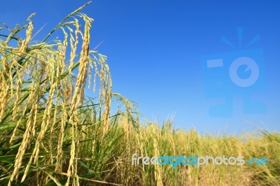 Paddy Rice Stock Photo