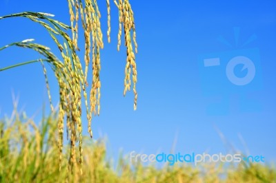 Paddy Rice Stock Photo