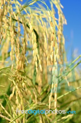 Paddy Rice Stock Photo