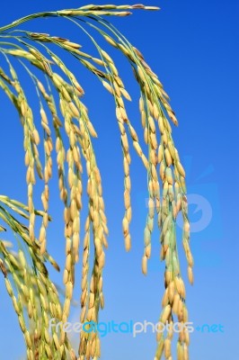 Paddy Rice Stock Photo