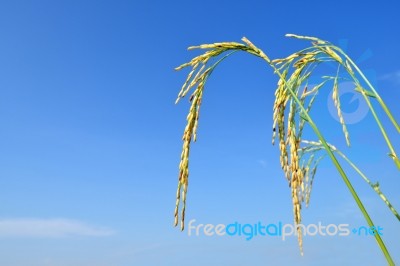 Paddy Rice Stock Photo