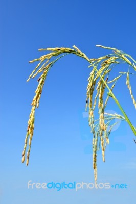 Paddy Rice Stock Photo