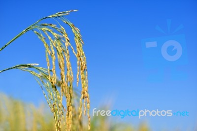 Paddy Rice Stock Photo