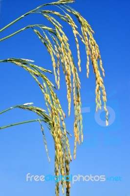 Paddy Rice Stock Photo