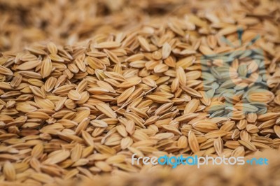 Paddy Rice After Harvest Stock Photo