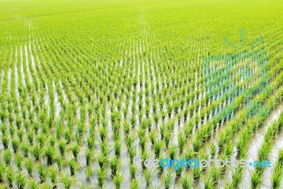 Paddy Rice In Field Stock Photo