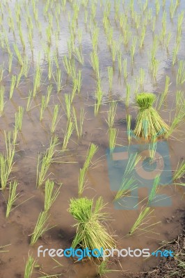 Paddy Rice In Field Stock Photo