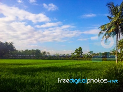 Paddyfields Stock Photo